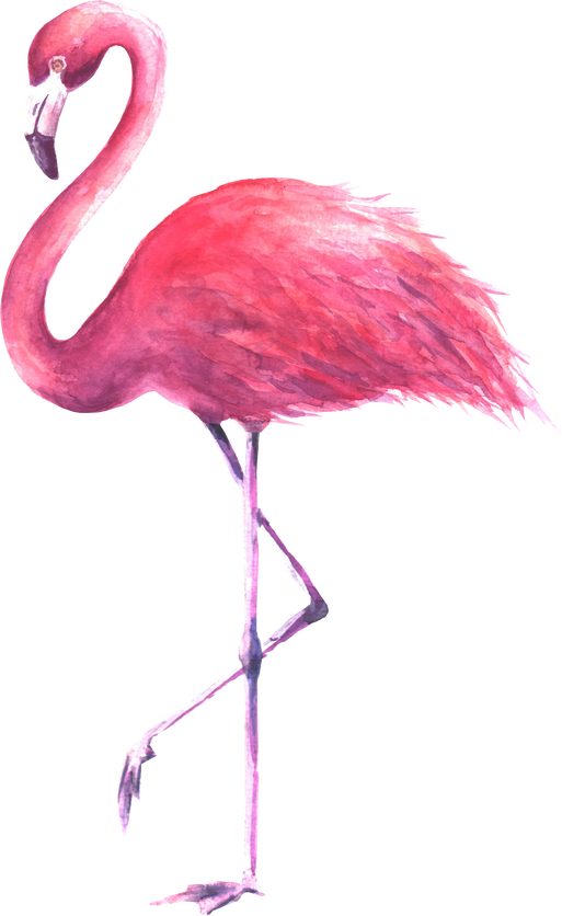 Pink Flamingo Watercolor Illustration 